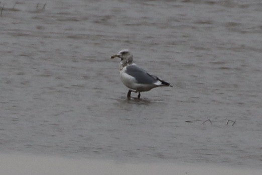 西伯利亞銀鷗/蒙古銀鷗 - ML644618685