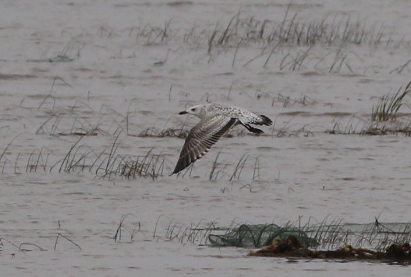 西伯利亞銀鷗/蒙古銀鷗 - ML644618687