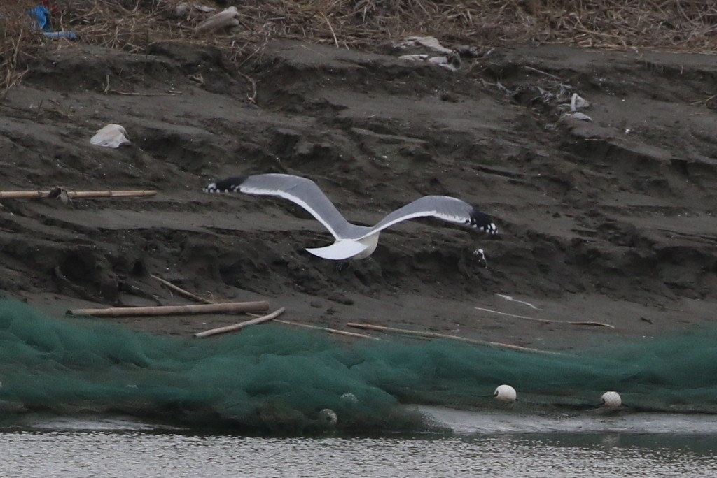 西伯利亞銀鷗/蒙古銀鷗 - ML644618692