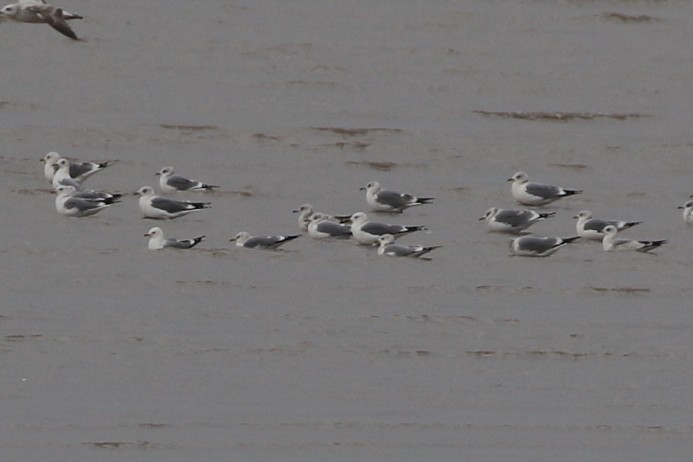 西伯利亞銀鷗/蒙古銀鷗 - ML644618696