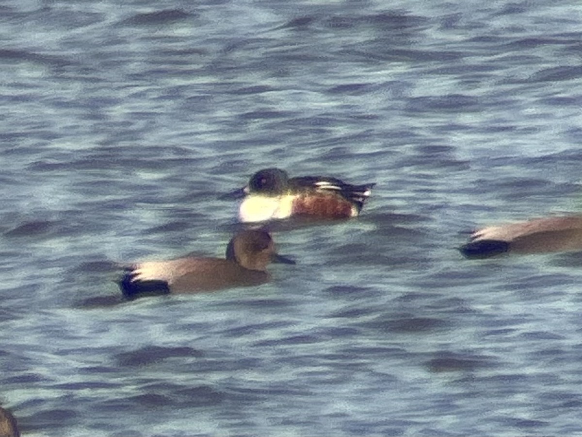 Ahate mokozabal zuria - ML644618697