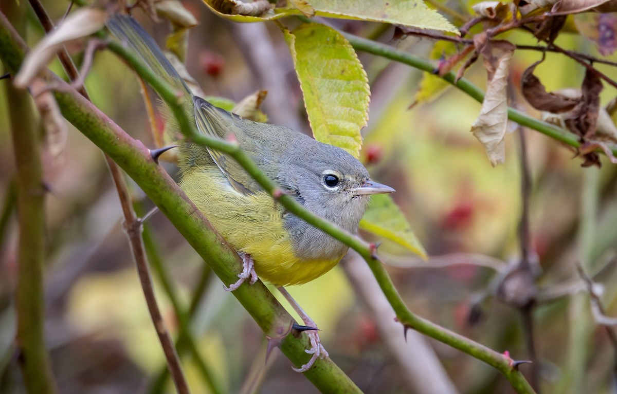 MacGillivray's Warbler - ML644618718