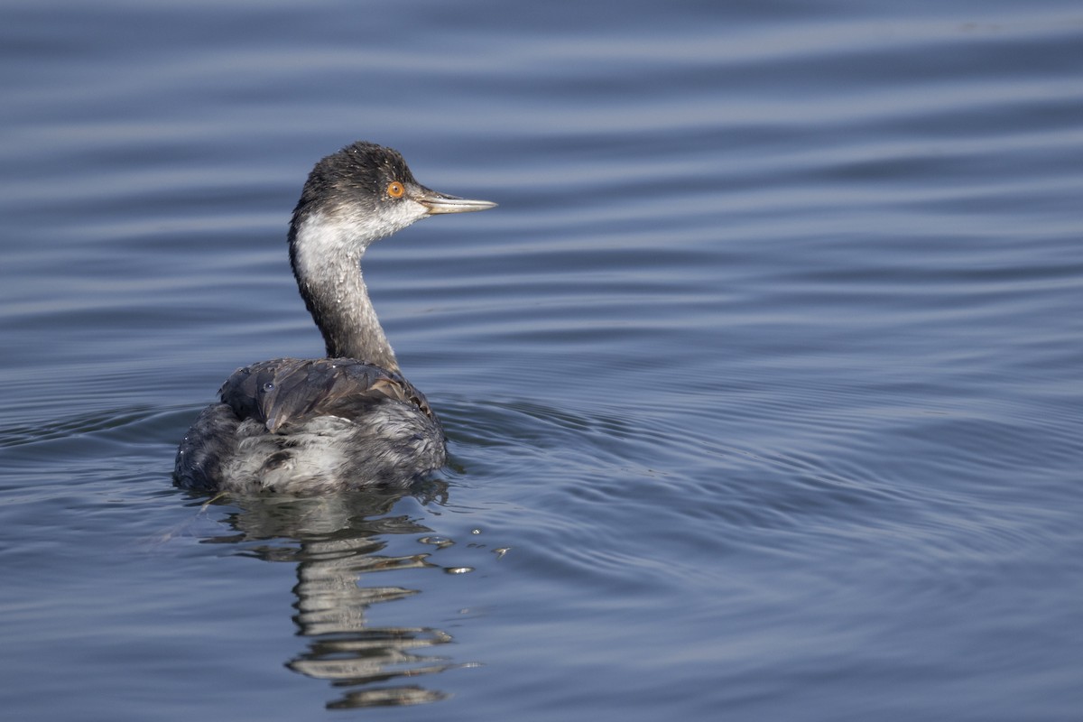 Eared Grebe - ML644618724