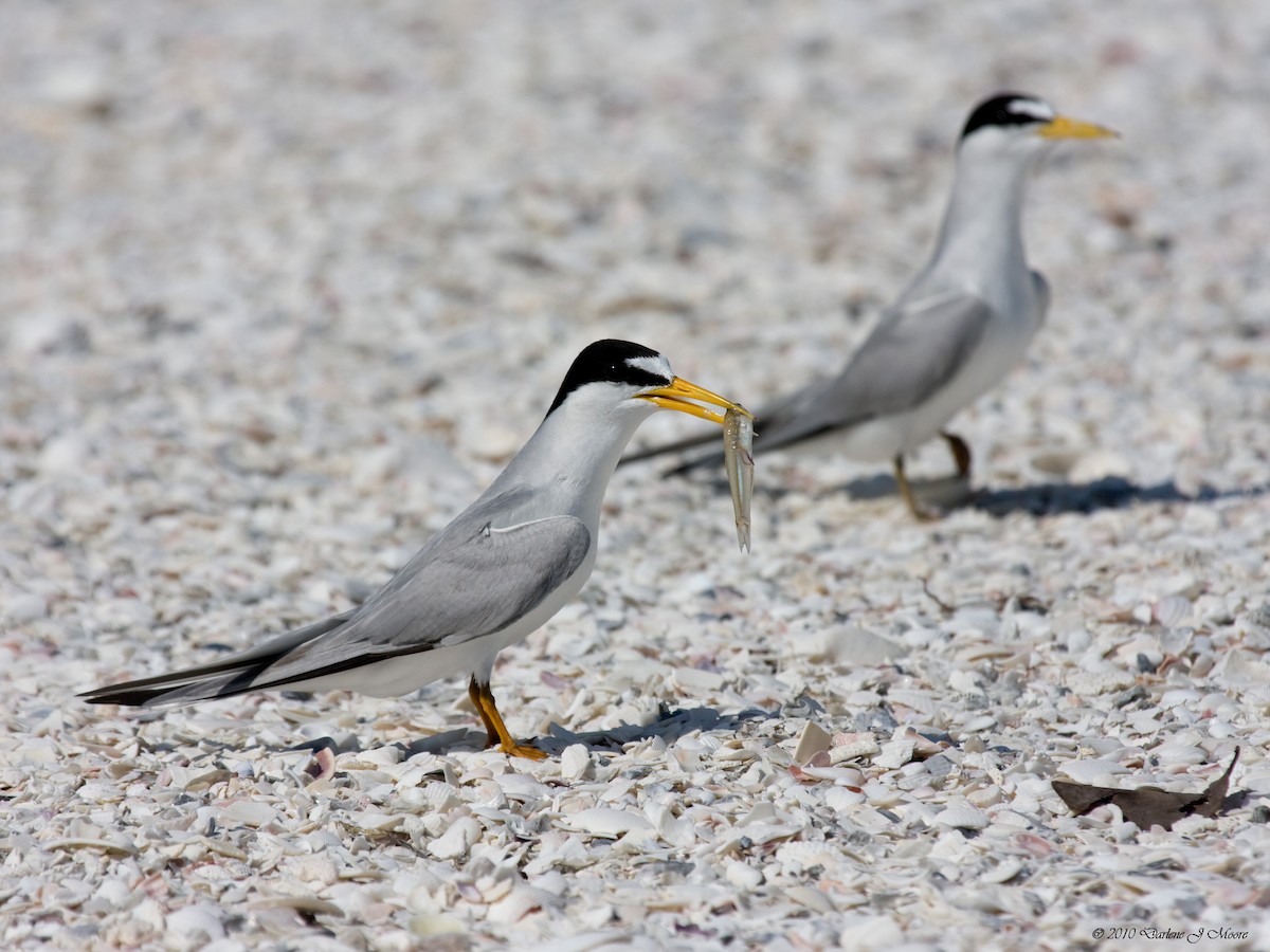 Карликовая крачка - ML644618731