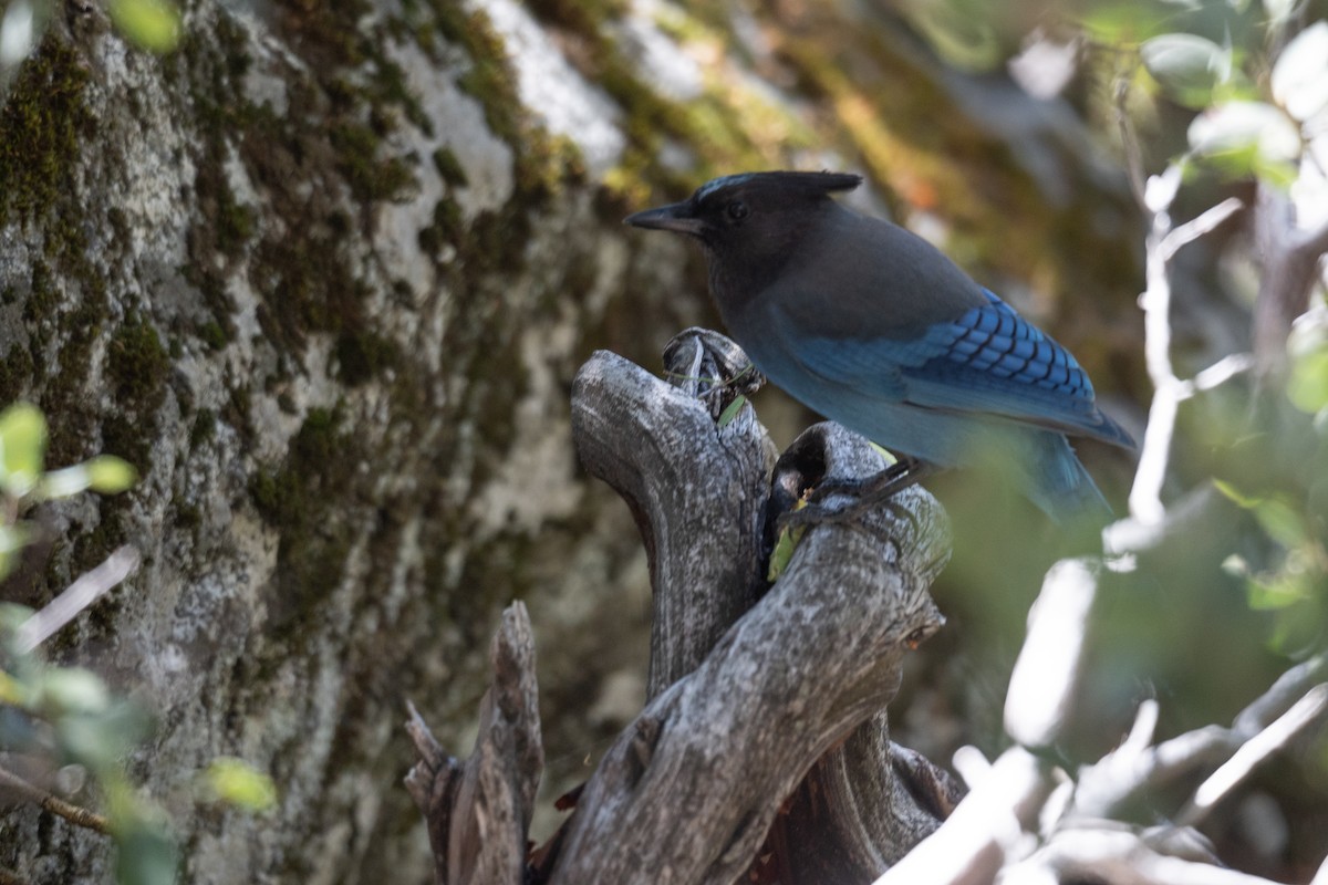 Steller's Jay - ML644618738