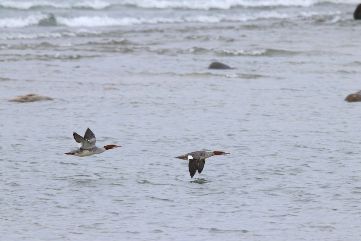 Common Merganser - ML644618749