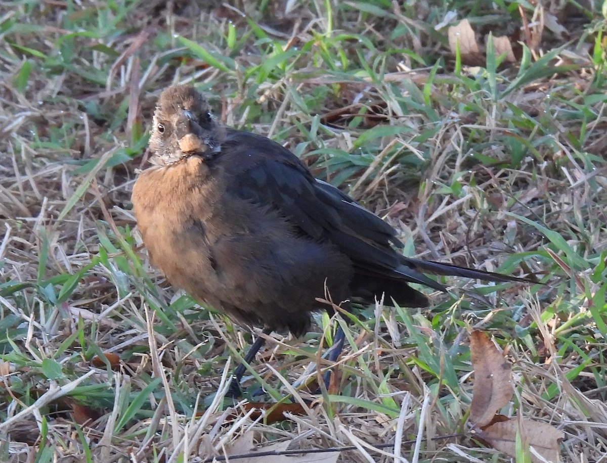 Great-tailed Grackle - ML644618755