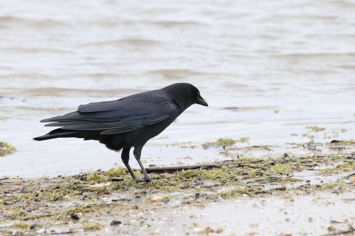 American Crow - ML644618757