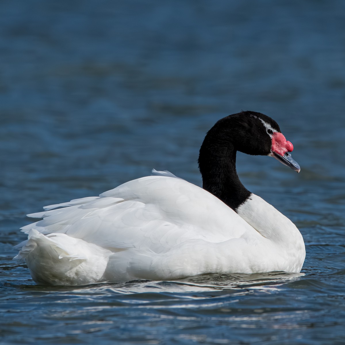 svarthalssvane - ML644618760