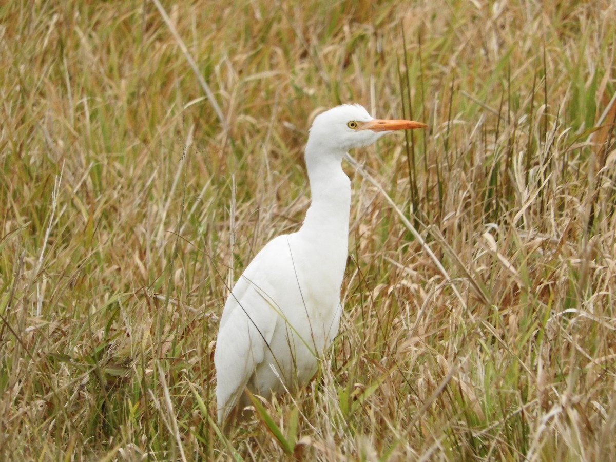 Western Cattle-Egret - ML644618762