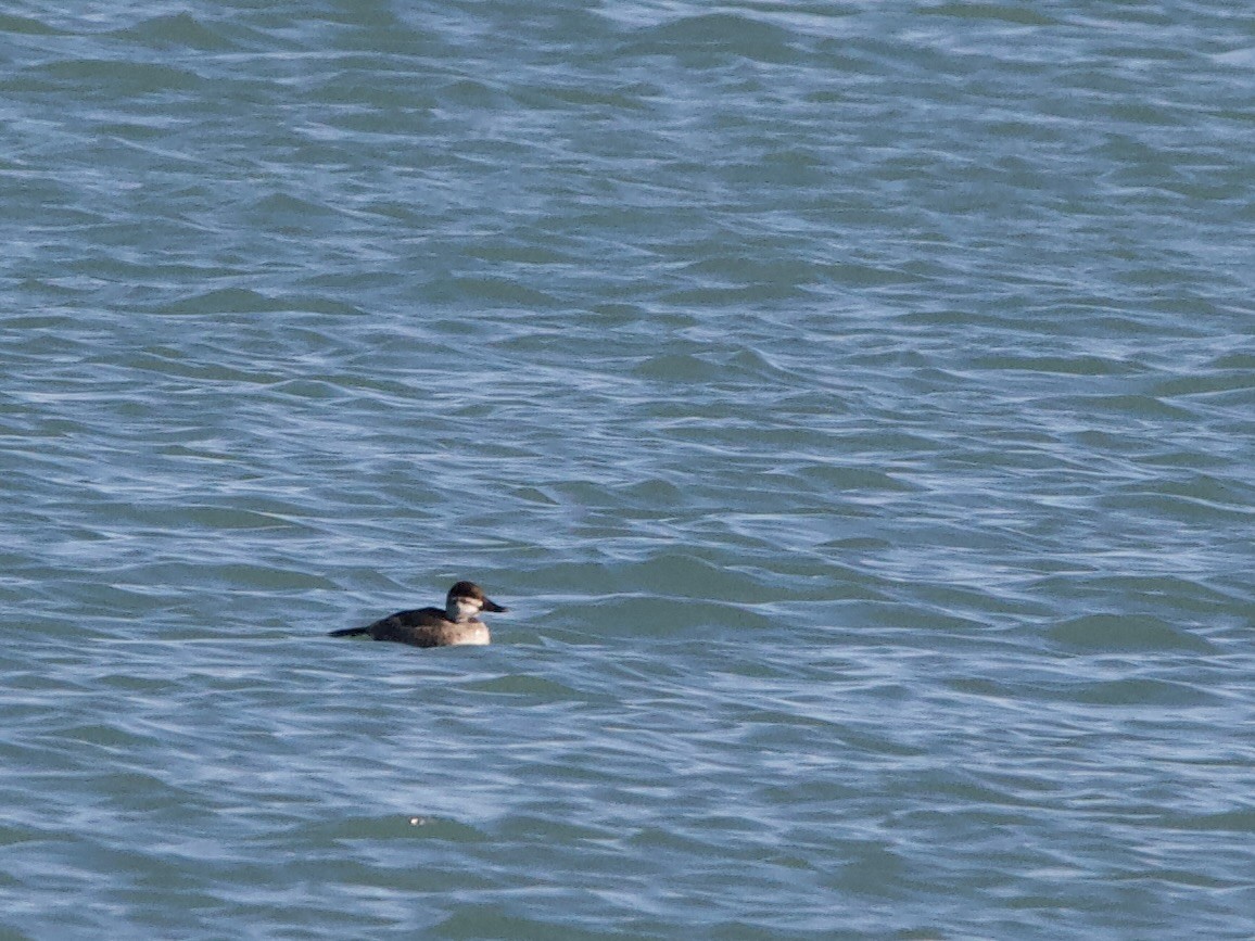 Ruddy Duck - ML644618764
