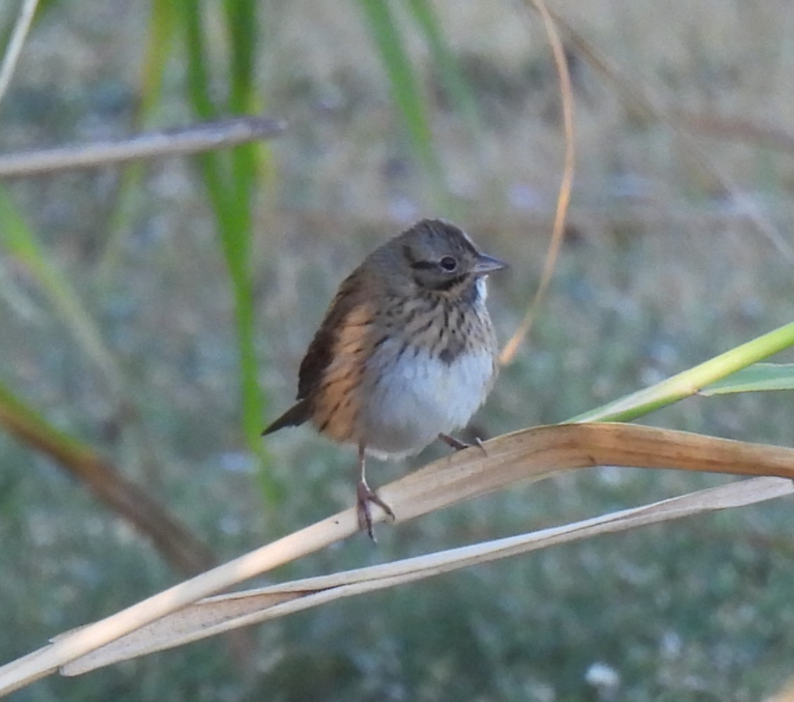 strnadec pruhohlavý - ML644618767