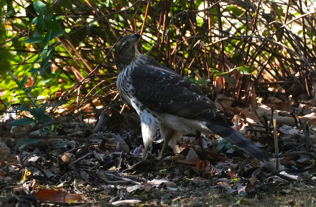 trostehauk - ML644618769