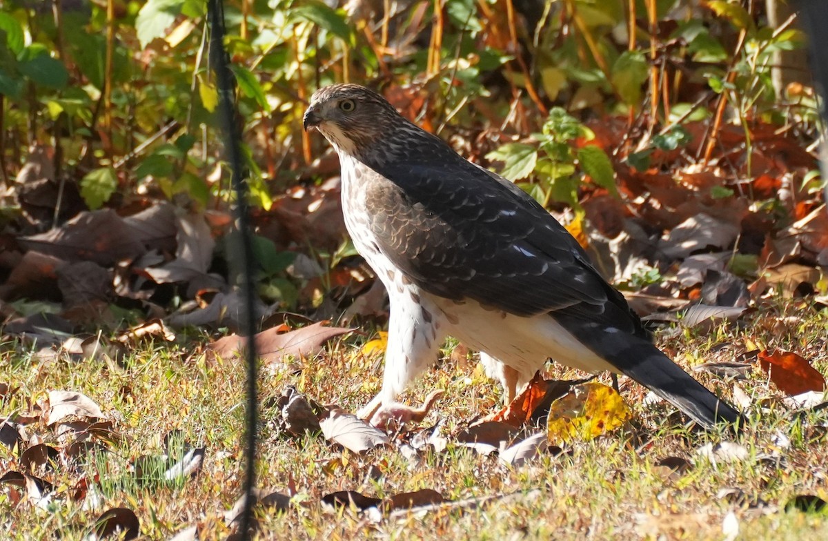 trostehauk - ML644618770