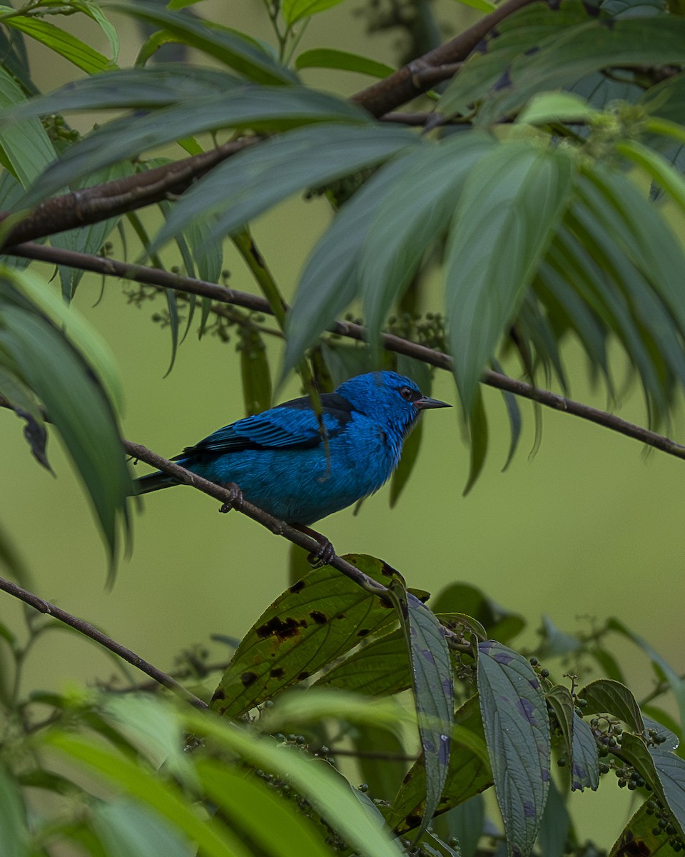 blådaknis - ML644618771