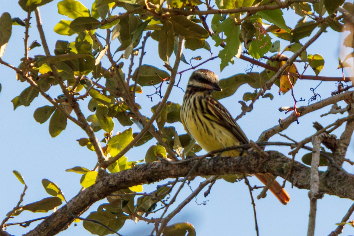 Sulphur-bellied Flycatcher - ML644618775
