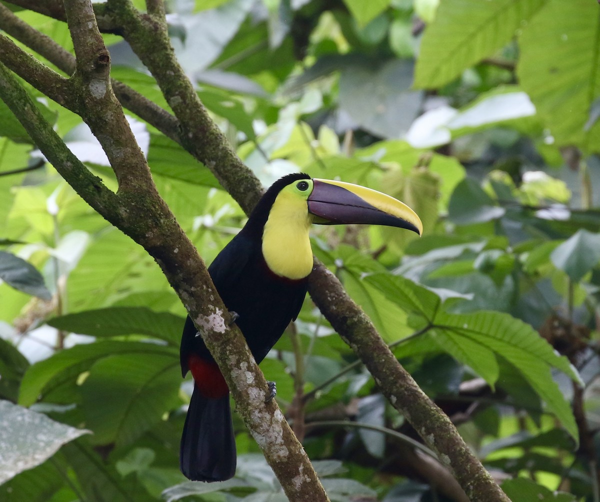 Yellow-throated Toucan (Chestnut-mandibled) - ML644618776