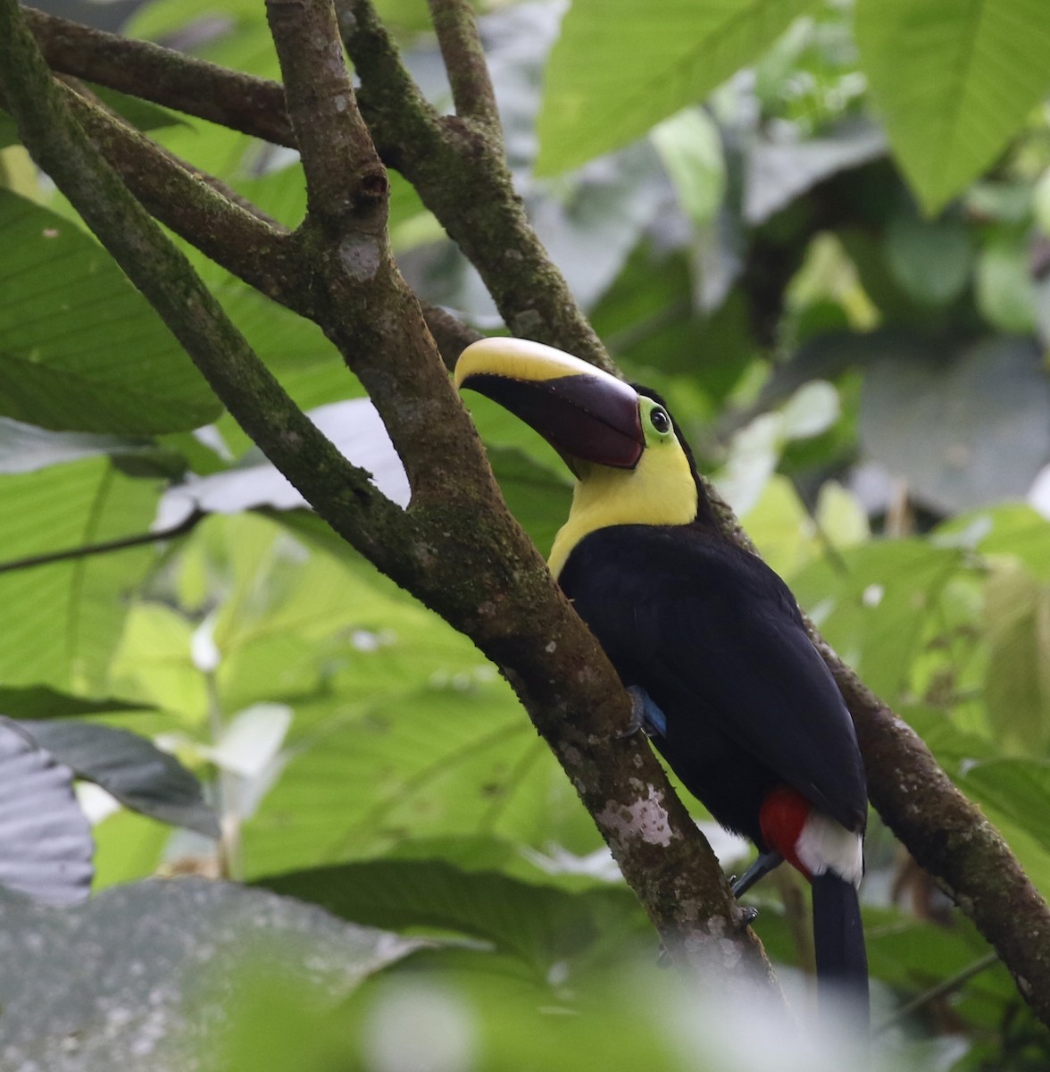 Yellow-throated Toucan (Chestnut-mandibled) - ML644618777