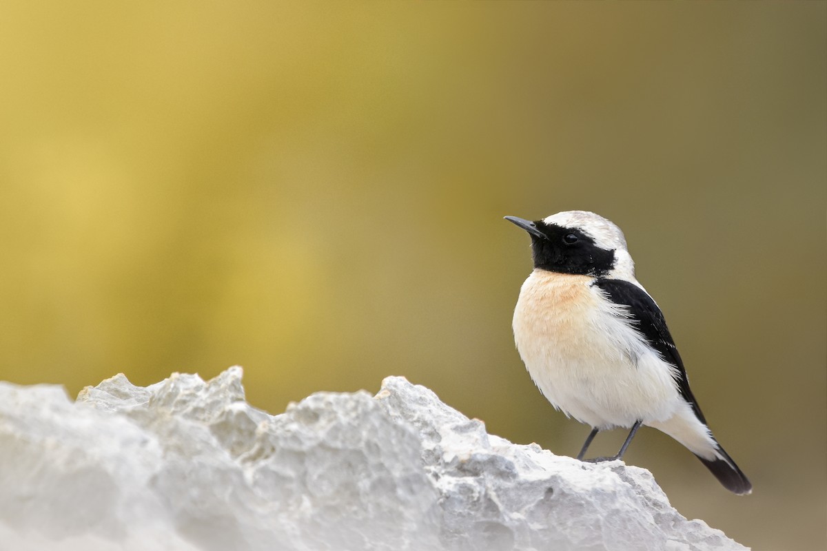 tyrkersteinskvett - ML644618778