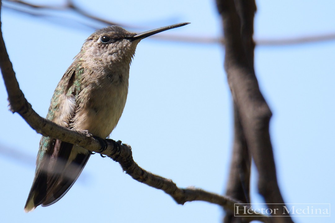 svartstrupekolibri - ML644618779