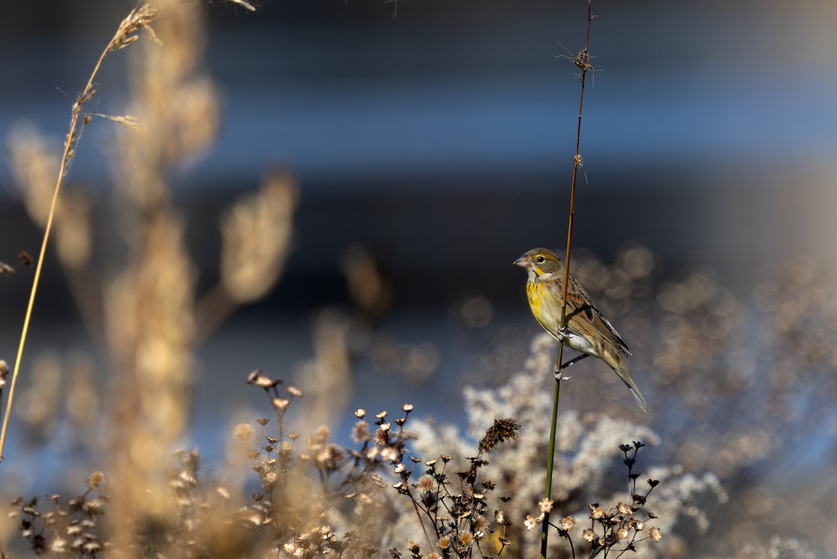 sisselspurv - ML644618780