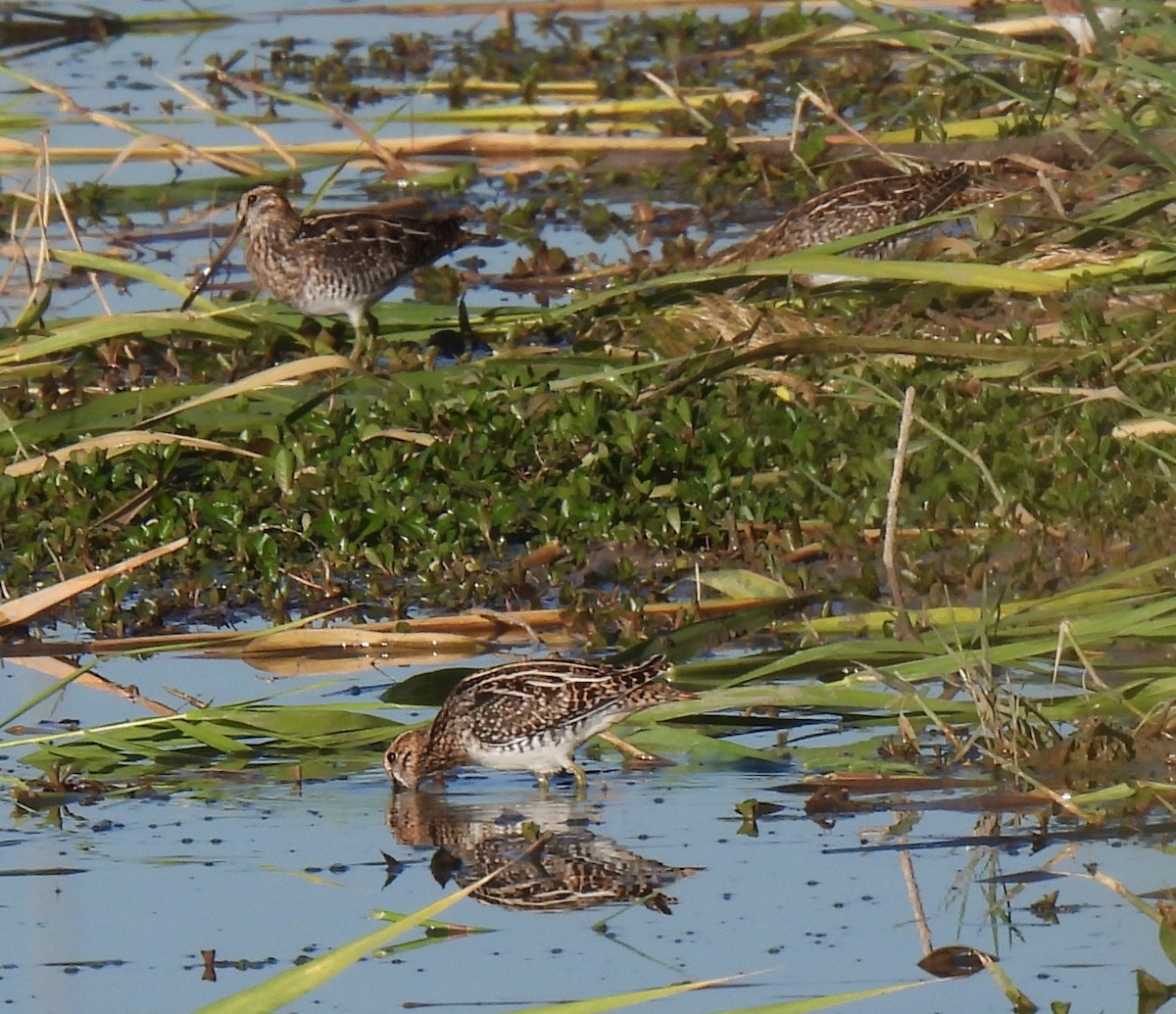 kanadabekkasin - ML644618781