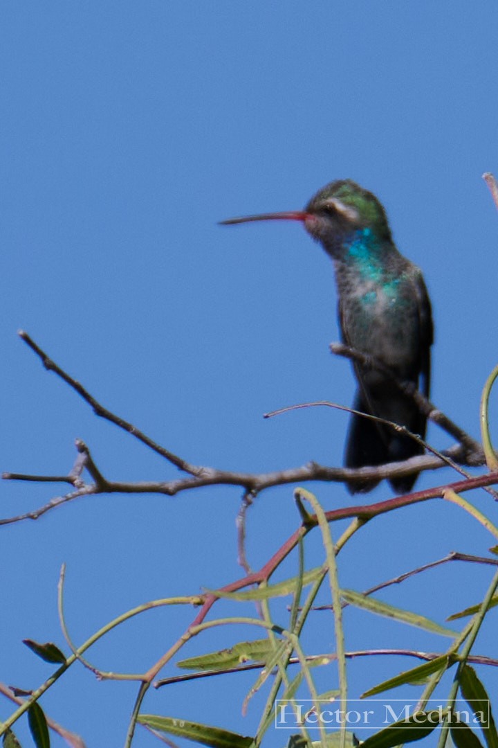 brednebbkolibri - ML644618782