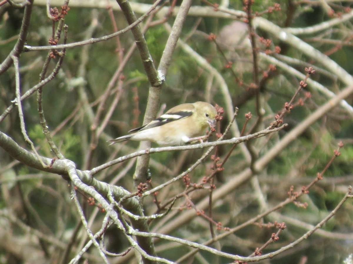 gulstillits - ML644618783