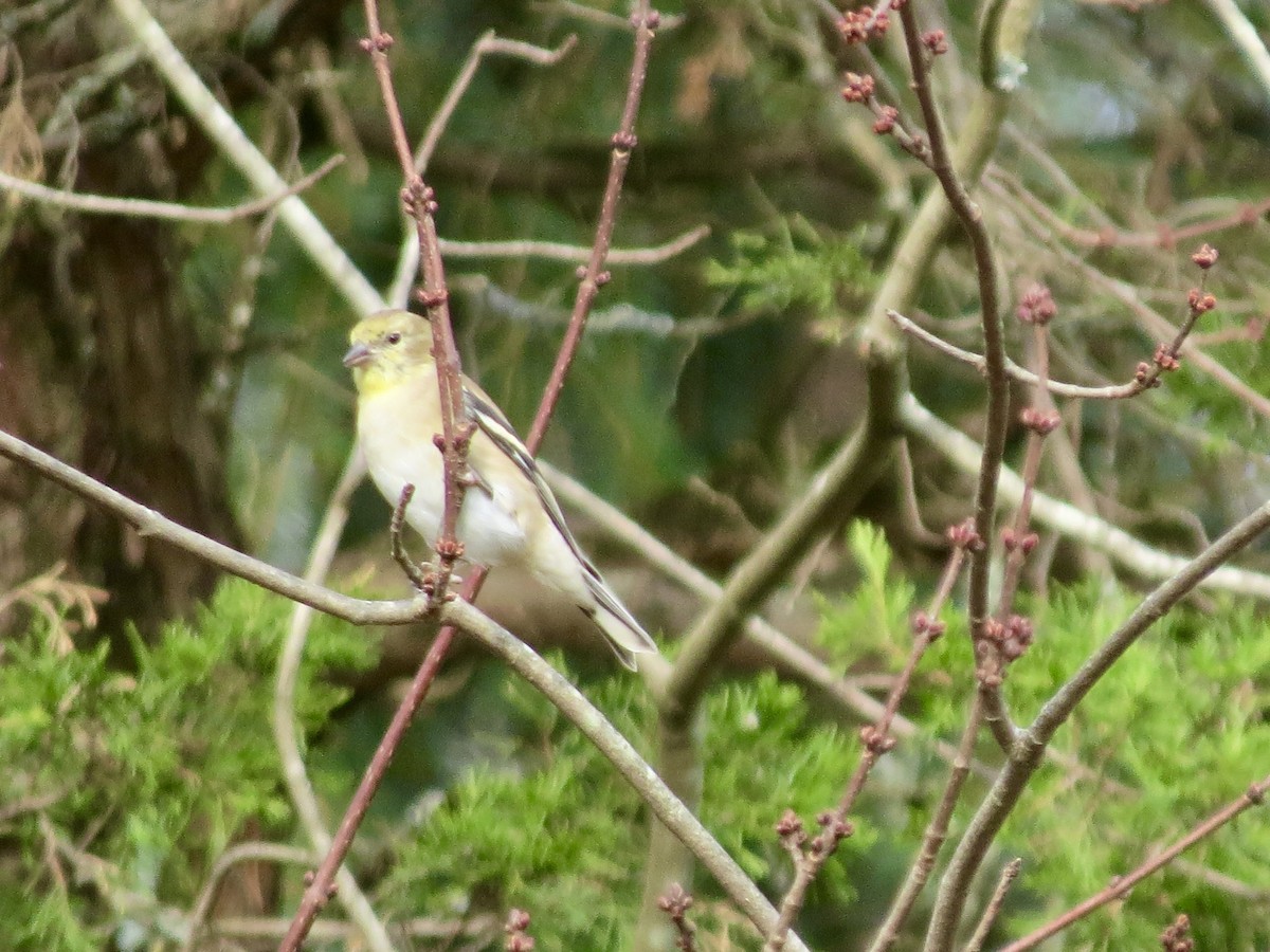 gulstillits - ML644618784