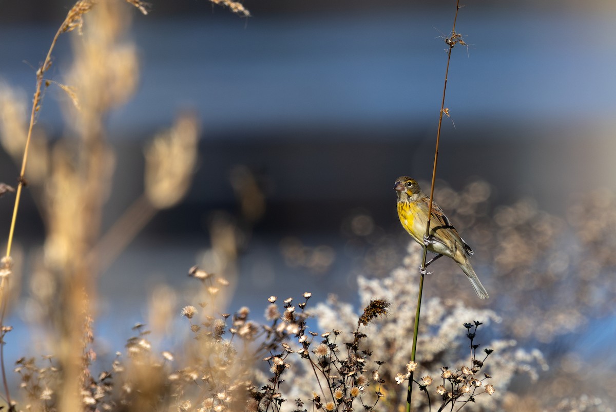 sisselspurv - ML644618786