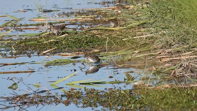 Wilson's Snipe - ML644618787