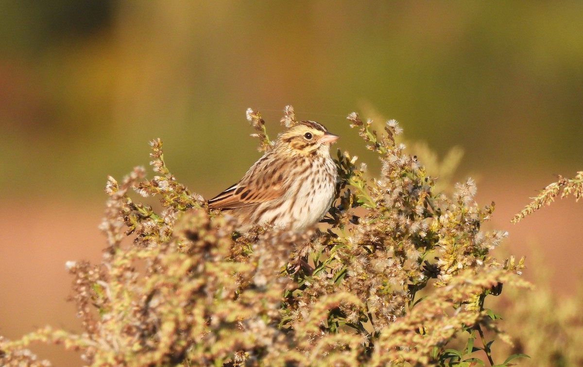 musespurv - ML644618788