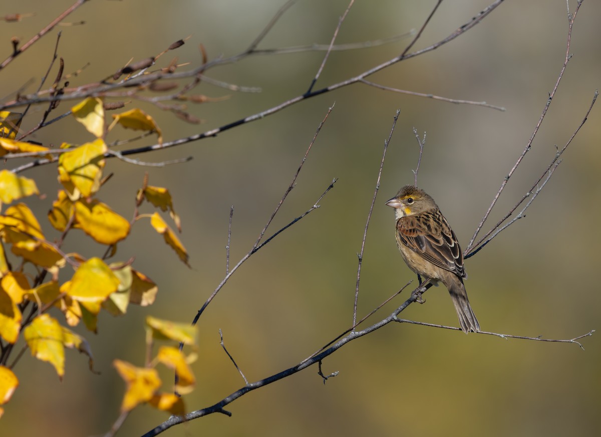 sisselspurv - ML644618789