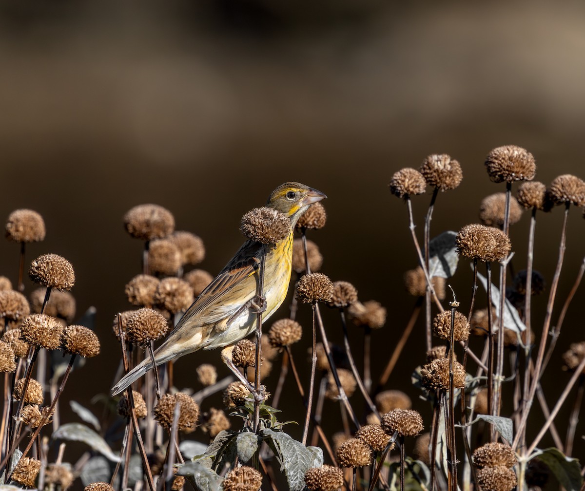 sisselspurv - ML644618794