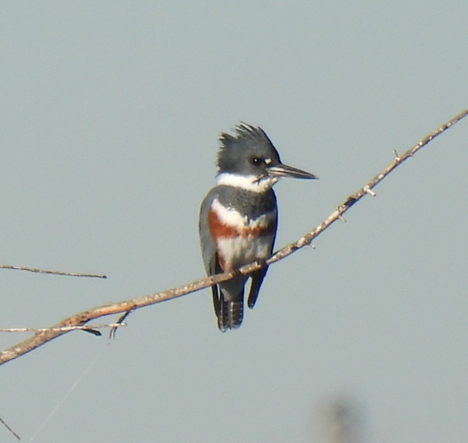 belteisfugl - ML644618795