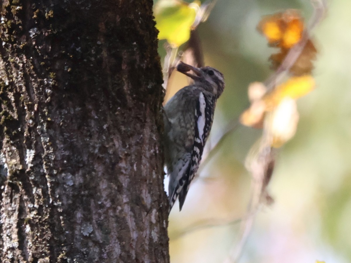 kanadasevjespett - ML644618796