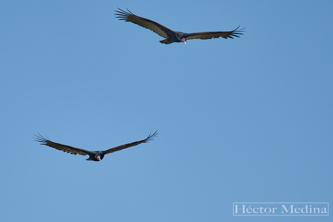 kalkunkondor - ML644618797