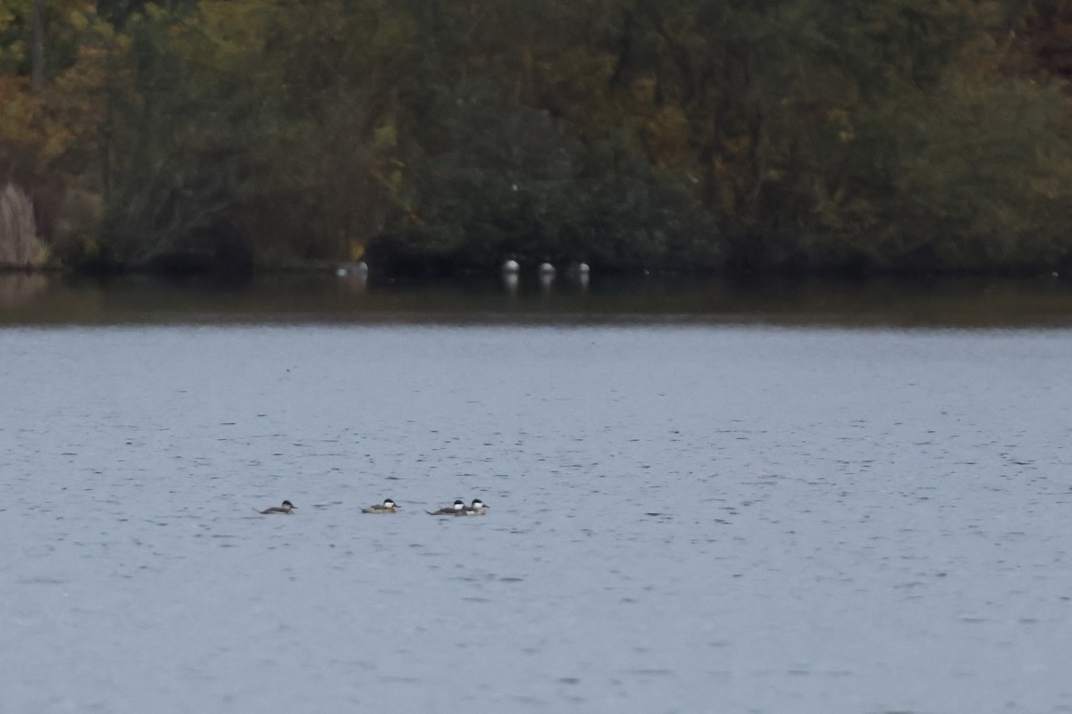 kobberand - ML644618798