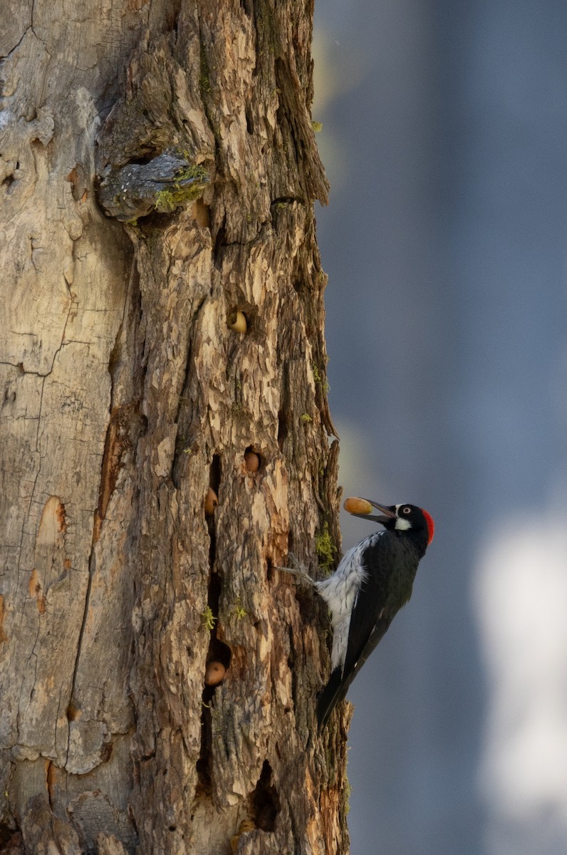 eikespett - ML644618799