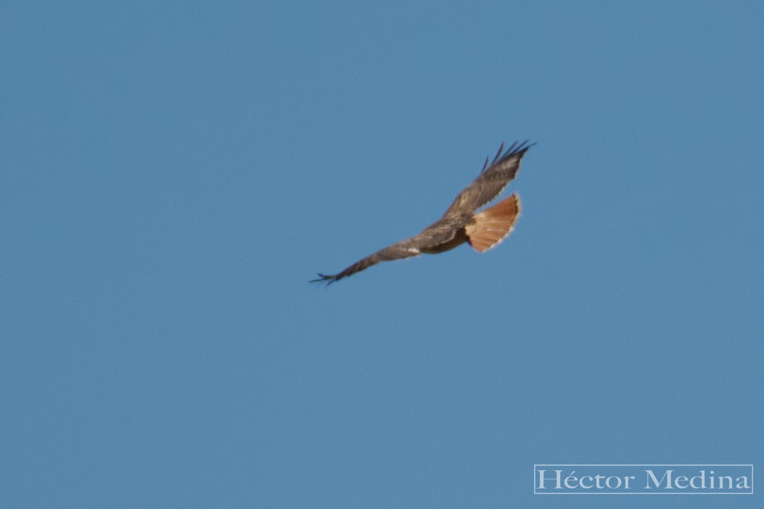 rødstjertvåk - ML644618800