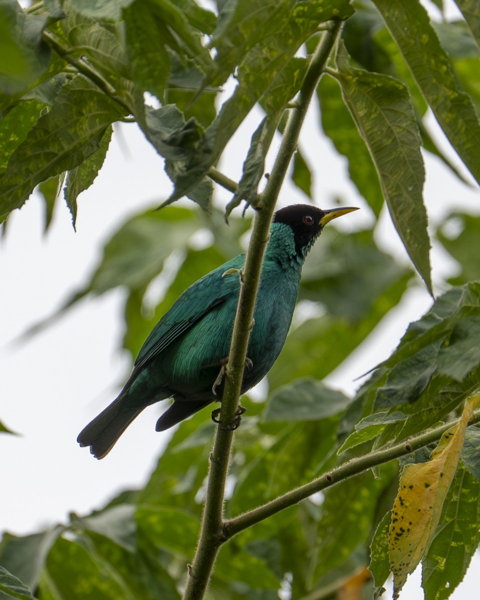 grønnhonningkryper - ML644618801