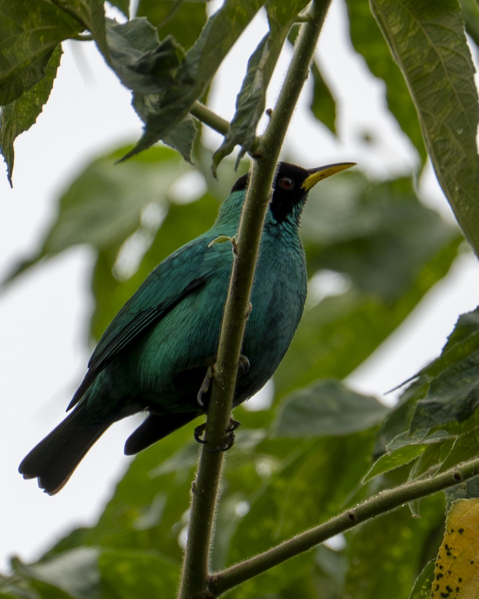 grønnhonningkryper - ML644618802