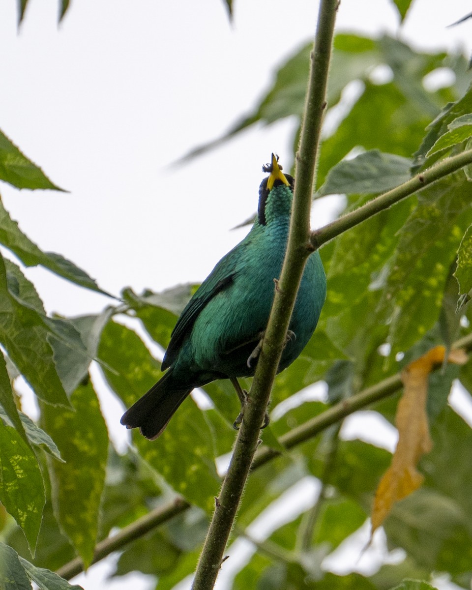 grønnhonningkryper - ML644618803