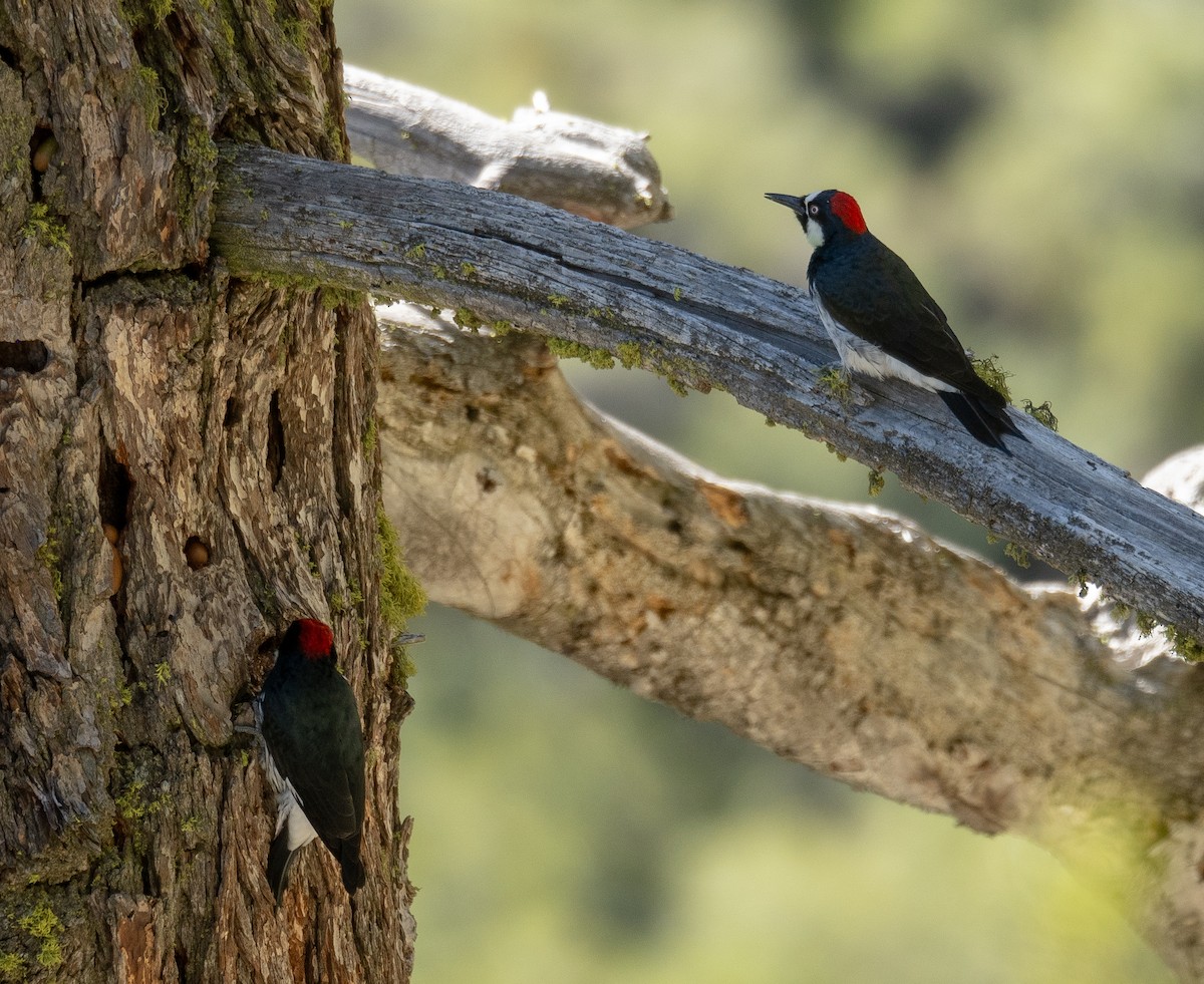 eikespett - ML644618804