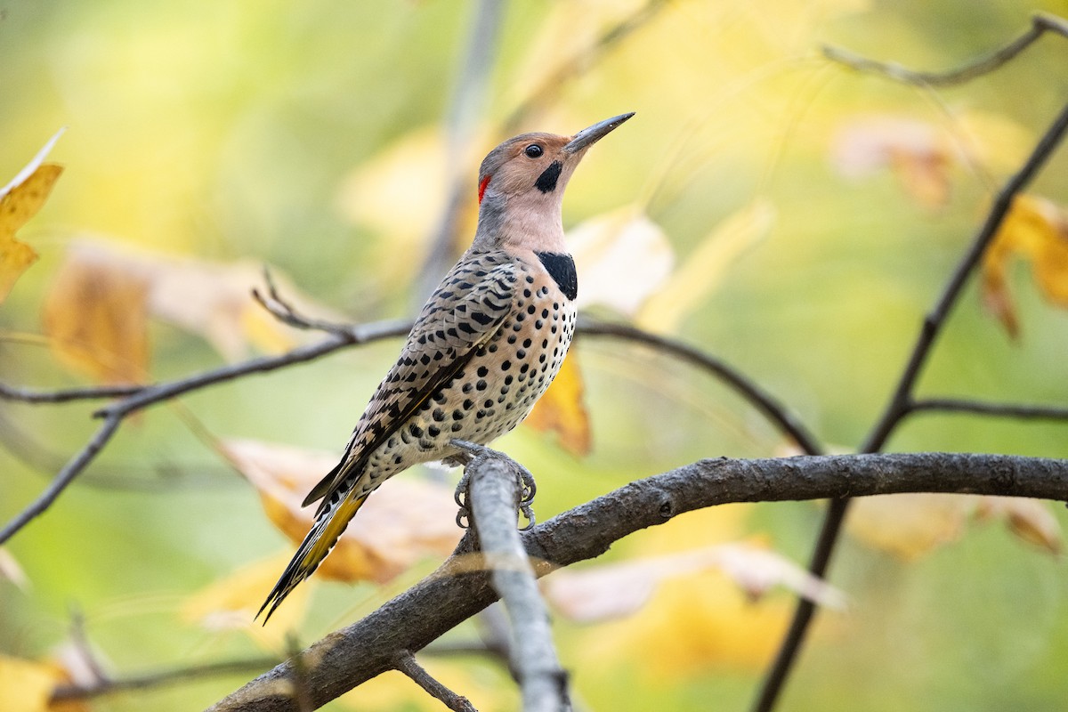 gullspett - ML644618805