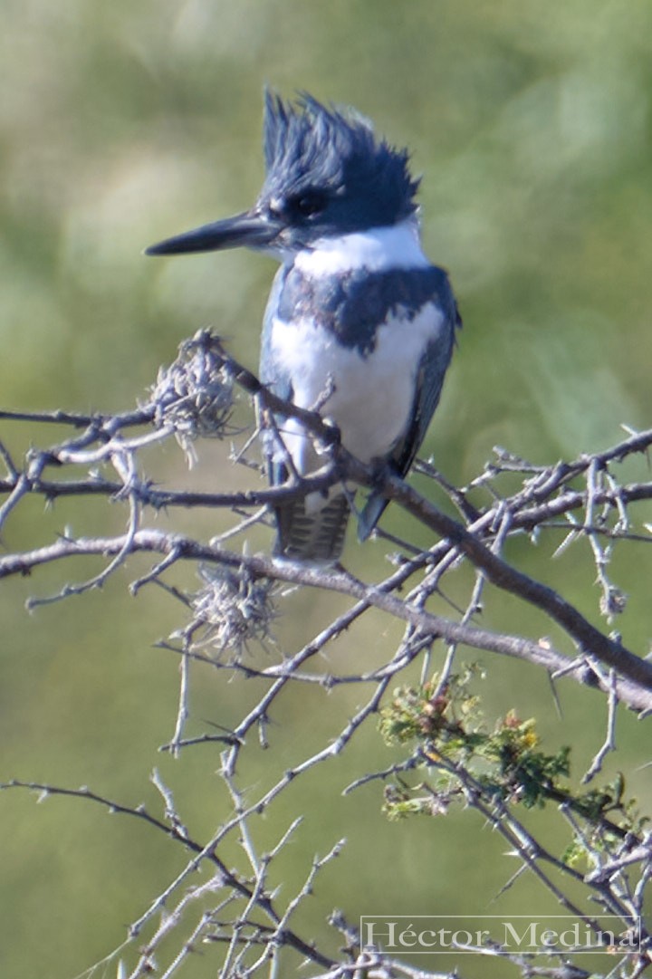 belteisfugl - ML644618808