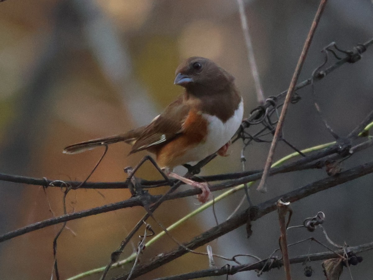 rødsidetovi - ML644618810