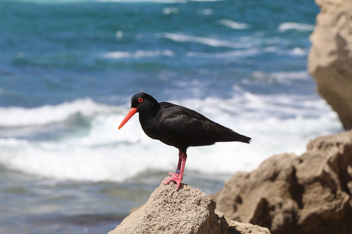 kappsvarttjeld - ML644618811