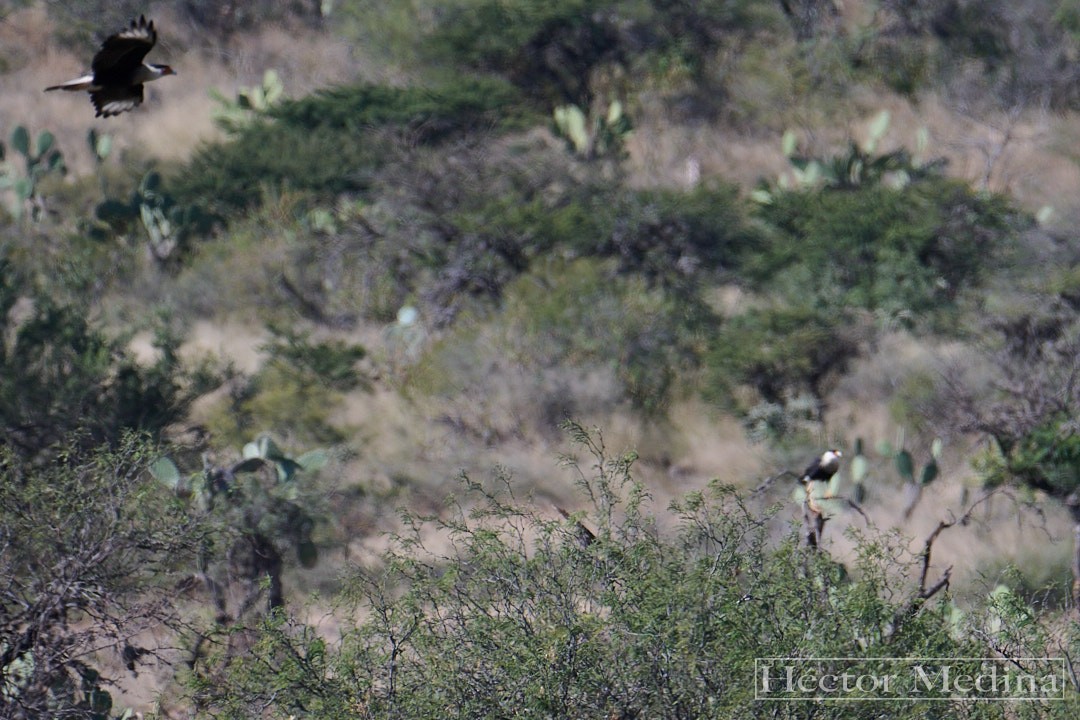 Crested Caracara - ML644618813