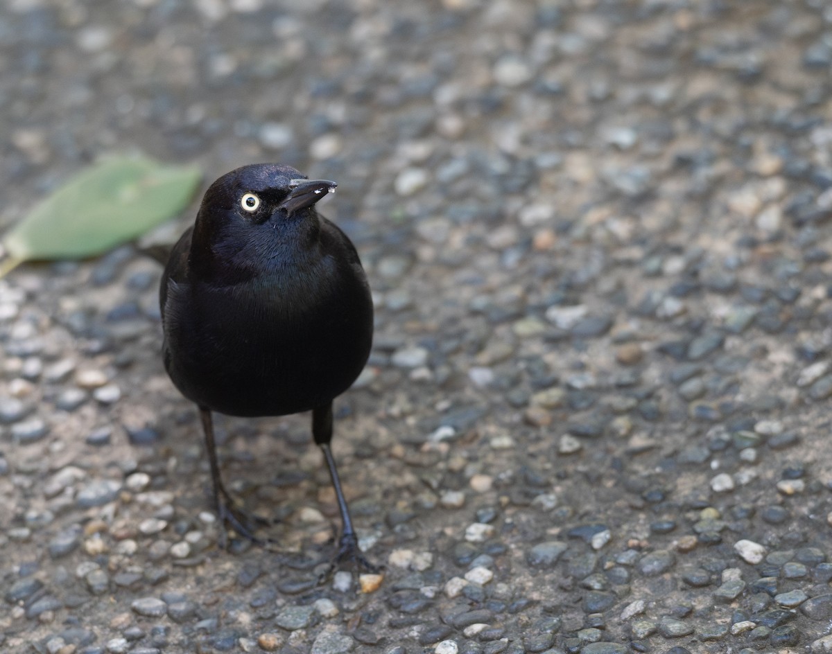 Brewer Karatavuğu - ML644618815